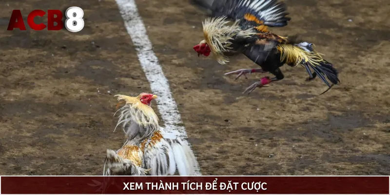 Nên xem thành tích để cược đúng con tiềm năng